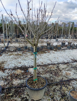 NÉFLIER D'ALLEMAGNE En pot de 70-90 litres tige hauteur du tronc 090-110 cm circonférence du tronc 16-18 cm