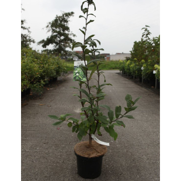 NÉFLIER D'ALLEMAGNE En pot de 5-7 litres buisson hauteur 060-080 cm