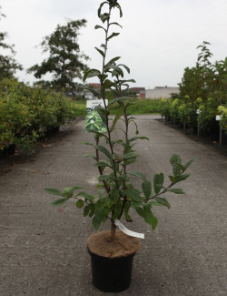 NÉFLIER D'ALLEMAGNE En pot de 5-7 litres buisson hauteur 060-080 cm