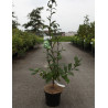 NÉFLIER D'ALLEMAGNE En pot de 5-7 litres buisson hauteur 060-080 cm