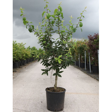 NÉFLIER D'ALLEMAGNE En pot de 15-20 litres buisson hauteur 100-125 cm