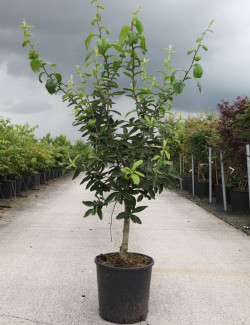 NÉFLIER D'ALLEMAGNE En pot de 15-20 litres buisson hauteur 100-125 cm