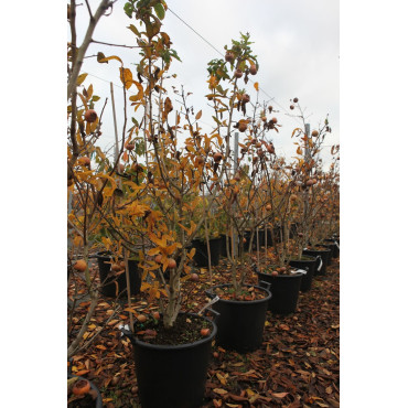 NÉFLIER D'ALLEMAGNE En pot de 35-50 litres forme buisson hauteur 150-175 cm