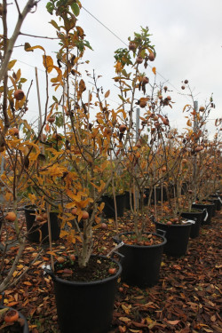 NÉFLIER D'ALLEMAGNE En pot de 35-50 litres forme buisson hauteur 150-175 cm