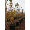 NÉFLIER D'ALLEMAGNE En pot de 35-50 litres forme buisson hauteur 150-175 cm