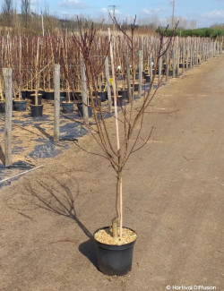 PÊCHER En pot de 10-12 litres gobelet 2-3 ans d'âge