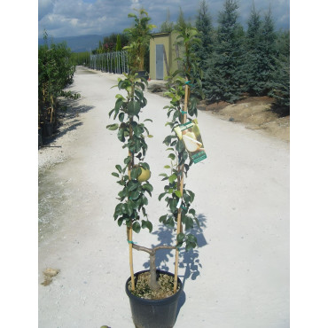 POIRIER En pot de 15-20 litres forme palmette simple U