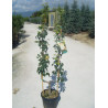 POIRIER En pot de 15-20 litres forme palmette simple U