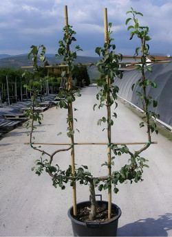 POIRIER En pot de 30-35 litres forme palmette double U