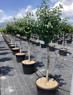 POIRIER En pot de 70-90 litres tige hauteur du tronc 090-110 cm circonférence du tronc 14-16 cm