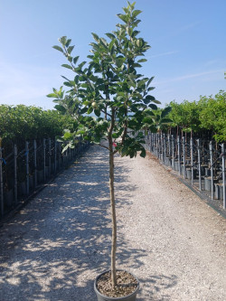 POMMIER En pot de 15-20 litres tige hauteur du tronc 110-130 cm