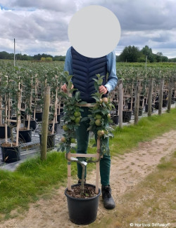 POMMIER En pot de 15-20 litres forme palmette simple U