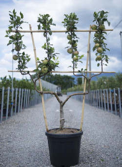 POMMIER En pot de 30-35 litres forme palmette double U