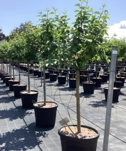 POMMIER En pot de 70-90 litres tige hauteur du tronc 090-110 cm circonférence du tronc 14-16 cm