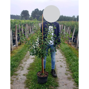 PRUNIER En pot de 10-12 litres gobelet 2-3 ans d'âge