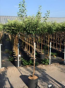 PRUNIER En pot de 15-20 litres tige hauteur du tronc 110-130 cm