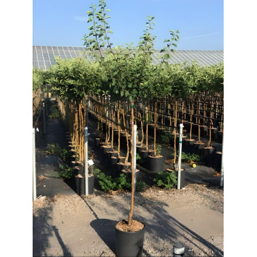 PRUNIER En pot de 15-20 litres tige hauteur du tronc 110-130 cm