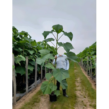 PAULOWNIA tomentosa En pot de 15-20 litres baliveau hauteur 150-200 cm