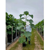 PAULOWNIA tomentosa En pot de 15-20 litres baliveau hauteur 150-200 cm