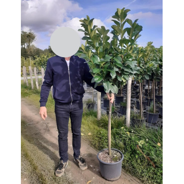 PRUNUS laurocerasus ETNA En pot de 15-20 litres tige hauteur du tronc 110-130 cm