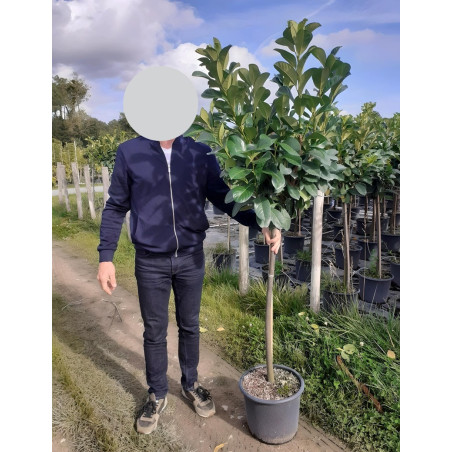 PRUNUS laurocerasus ETNA En pot de 15-20 litres tige hauteur du tronc 110-130 cm