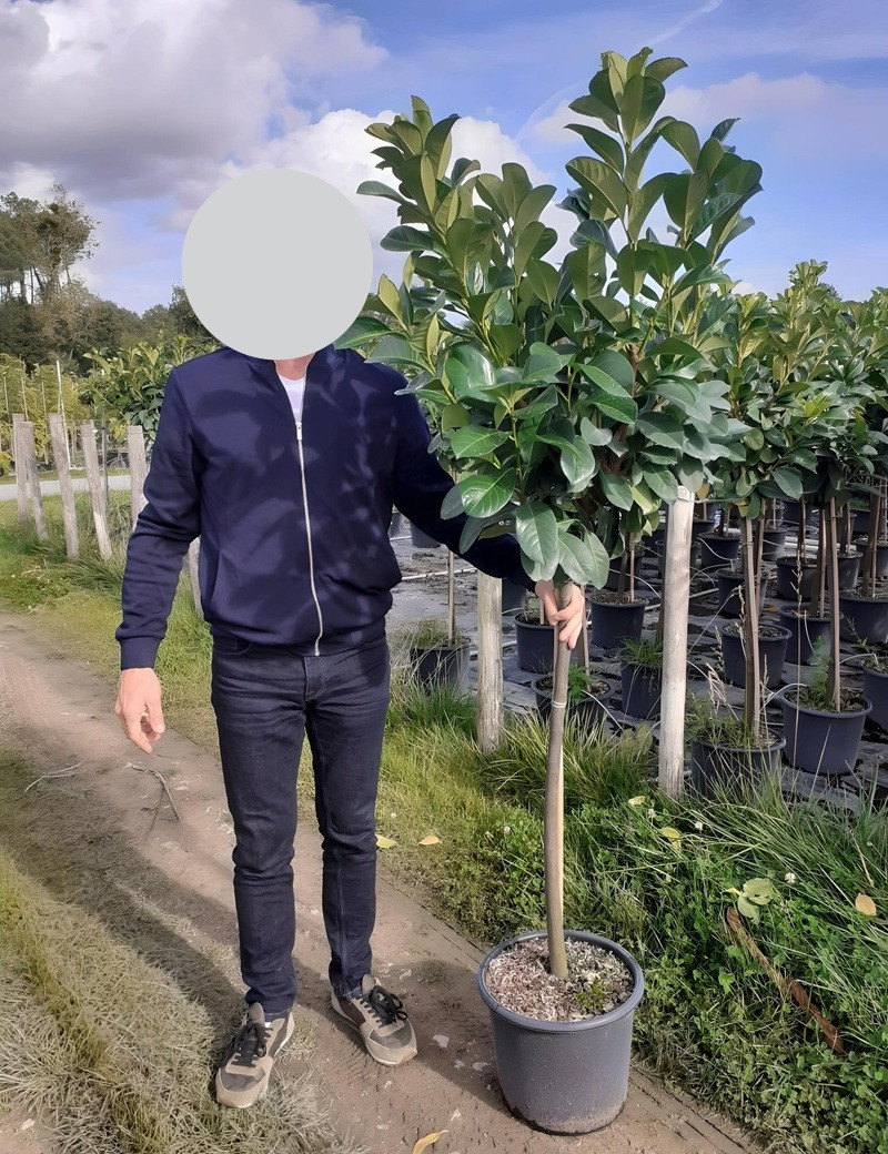 PRUNUS laurocerasus ETNA En pot de 15-20 litres tige hauteur du tronc 110-130 cm