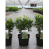 ARBUTUS unedo MERCURIUS En pot de 4-5 litres buisson hauteur 030-040 cm