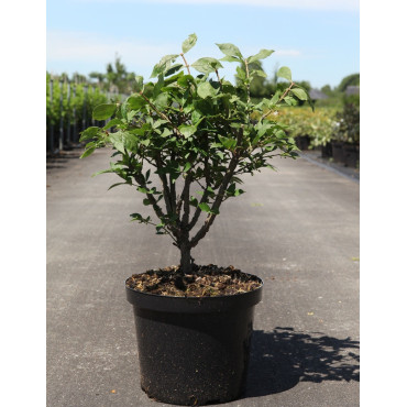 EUONYMUS alatus En pot de 5-7 litres buisson hauteur 040-050 cm