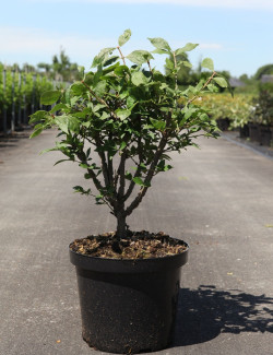 EUONYMUS alatus En pot de 5-7 litres buisson hauteur 040-050 cm