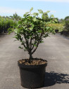 fusain-aile-euonymus-alatus-5.jpg