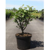 EUONYMUS alatus En pot de 5-7 litres buisson hauteur 040-050 cm