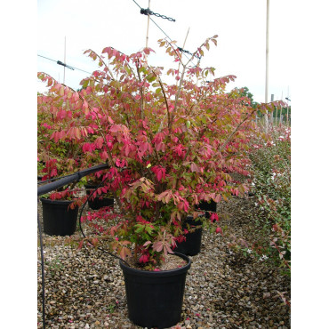 EUONYMUS alatus En pot de 15-20 litres buisson hauteur 080-100 cm