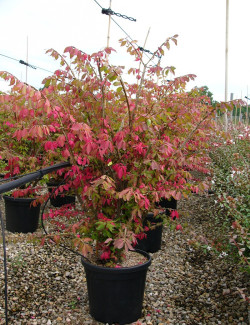 EUONYMUS alatus En pot de 15-20 litres buisson hauteur 080-100 cm