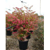 EUONYMUS alatus En pot de 15-20 litres buisson hauteur 080-100 cm