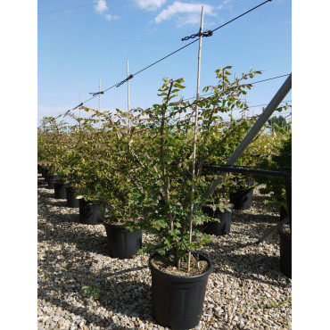 EUONYMUS alatus En pot de 15-20 litres buisson hauteur 080-100 cm