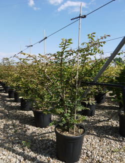 EUONYMUS alatus En pot de 15-20 litres buisson hauteur 080-100 cm