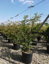fusain-aile-euonymus-alatus-6.jpg