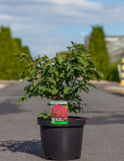 EUONYMUS alatus COMPACTUS En pot de 5-7 litres buisson hauteur 030-040 cm
