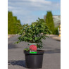 EUONYMUS alatus COMPACTUS En pot de 5-7 litres buisson hauteur 030-040 cm