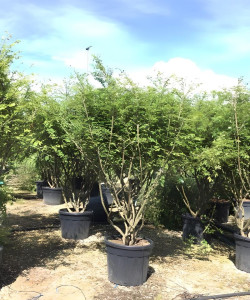 EUONYMUS alatus En pot de 90-110 litres buisson hauteur 175-200 cm