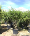 fusain-aile-euonymus-alatus-8.jpg
