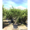 EUONYMUS alatus En pot de 90-110 litres buisson hauteur 175-200 cm
