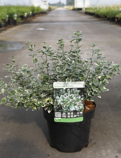 EUONYMUS fortunei EMERALD GAIETY En pot de 4-5 litres buisson hauteur 030-040 cm