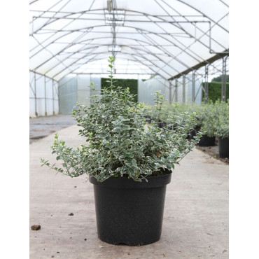 EUONYMUS fortunei EMERALD GAIETY En pot de 10-12 litres buisson hauteur 040-050 cm