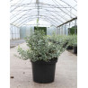 EUONYMUS fortunei EMERALD GAIETY En pot de 10-12 litres buisson hauteur 040-050 cm
