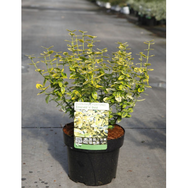 EUONYMUS fortunei EMERALD'N GOLD En pot de 4-5 litres buisson hauteur 030-040 cm