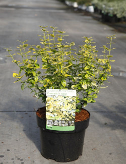 EUONYMUS fortunei EMERALD'N GOLD En pot de 4-5 litres buisson hauteur 030-040 cm