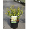 EUONYMUS fortunei EMERALD'N GOLD En pot de 4-5 litres buisson hauteur 030-040 cm