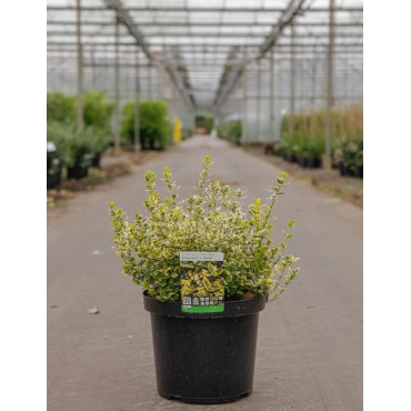EUONYMUS fortunei EMERALD'N GOLD En pot de 10-12 litres buisson hauteur 040-050 cm