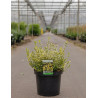 EUONYMUS fortunei EMERALD'N GOLD En pot de 10-12 litres buisson hauteur 040-050 cm